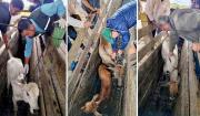 Senasag activa campaña sanitaria contra la brucelosis en el departamento del Beni