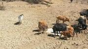 Al menos 800 cabezas de ganado se perdieron por sequía en Cochabamba; productores piden acciones