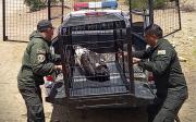 Rescatan a un cóndor andino en Tarabuco