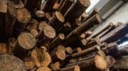 ABT reporta condena de tres años por tráfico de madera