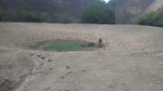 La sequía golpea a seis departamentos y deja más de 75 mil cabezas de ganado muertas en Bolivia