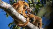 Gobierno lanza estrategia nacional para conservar la biodiversidad