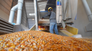 Promasor: desabastecimiento en producción de maíz se extenderá hasta fin de año