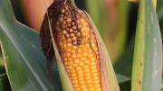 Promasor indica que el quintal de maíz debe superar los Bs 120 para cubrir costos