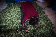 En Chile aprehenden a seis bolivianos en posesión de 102 kilos de coca