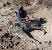 A El Niño ya lo llaman Godzila por la extrema sequía que afecta también a Bolivia