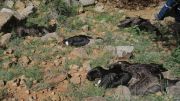 Los 34 cóndores murieron envenenados con un pesticida altamente tóxico