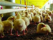 El empresariado está en desacuerdo con instalar empresa estatal de avicultura