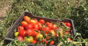 Dos sanjuaninos fueron sorprendidos robando 41kg de tomate de una finca