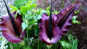 La flor gigante que huele a carne podrida y está a punto de florecer en el Jardín Botánico de Brooklyn