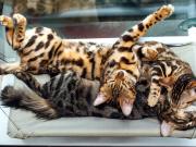 Vidas a la deriva: la triste situación de una manada de gatos abandonados