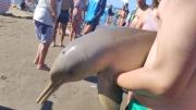 Indignación en la Costa Atlántica: un delfín murió porque un turista lo sacó del mar