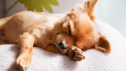 Respuestas veterinarias: por qué mi perro tirita al dormir