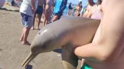 Un delfín murió porque un turista lo sacó del agua