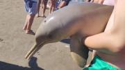 Mar del Tuyú: un delfín murió luego de que un turista lo sacara del agua para tomarse fotos