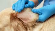 Qué significa que mi perro tenga las orejas amarillas y cómo actuar, según especialistas en veterinaria