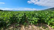 Medidas más estructurales para el sector agrícola