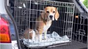 ¿Es suficiente? Conoce la millonaria multa que se aplica por maltratar a un animal