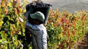 Por primera vez, la paritaria por los sueldos vitivinícolas cerró sin aumento