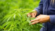 Estudio revela cómo el consumo de cannabis afecta la memoria