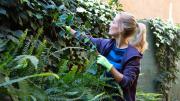 La planta trepadora que aguanta el sol directo y baja la temperatura de la casa