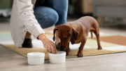 La salud de tu perro está en riesgo si le das este alimento, según advierte la FDA