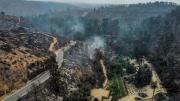 Así luce el Jardín Botánico de Viña del Mar luego del megaincendio del 2024
