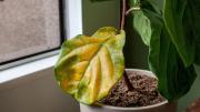 Por qué las hojas de las plantas se ponen amarillas: qué hacer para recuperarlas