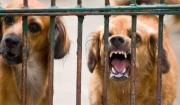 Sucre reporta séptimo caso de rabia canina