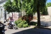 Una rama de gran tamaño cayó sobre un auto en pleno Centro santiagueño