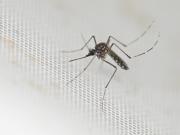 Polémica medida anti dengue: una ciudad ofrece dinero a cambio de mosquitos