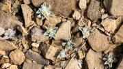 El descubrimiento de una nueva especie de planta peluda que impacta en Texas