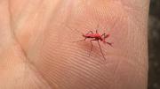 El truco casero para aliviar las picaduras de mosquito