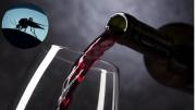 La efectiva trampa casera con vino que evitará que tu habitación se llene de mosquitos