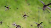 Invasión de mosquitos en Buenos Aires luego de las lluvias: cómo hacer para eliminarlos