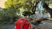 La caída de la rama de un árbol interrumpió el tránsito en avenida Mitre al 100