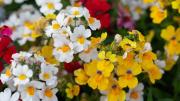 La planta de flores delicadas que llenará de alegría y color tu jardín