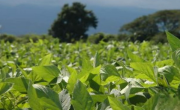 Revelan que la Provincia de Buenos Aires cerró 2024 con un crecimiento exportador impulsado por el agro