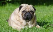 Este es el problema de salud más común en los perros: la recomendación de los expertos