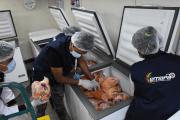 Precio de la carne de pollo rebajará con el comienzo de la cosecha de granos