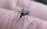 Hallaron un mosquito transmisor de dengue en San Antonio Oeste: hay temor por la situación en Bahía Blanca