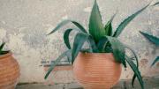 La planta resistente que debe regarse solo cada 21 días, tolera sequías y crece bien en jardín o en macetas