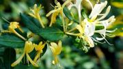 Convierte tu jardín en un auténtico paraíso con estas plantas trepadoras coloridas