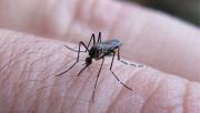 Dengue en Tucumán: hay 176 nuevos casos en una semana