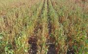 La sequía en el norte del país reduce en un millón de toneladas la cosecha de soja