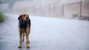 Por qué los perros callejeros persiguen a ciertas personas: qué significa