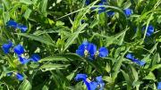 La planta que parece un yuyo de jardín hasta que despliega sus llamativas flores azules