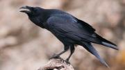Un estudio confirma que este conocido pájaro es el más inteligente del mundo: tiene el ingenio de un niño de 8 años