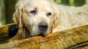 Cuáles son los beneficios de adoptar un perro mayor de edad, según expertos veterinaria