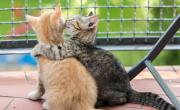 ¿Los gatos pueden tener amigos?: La respuesta de la ciencia